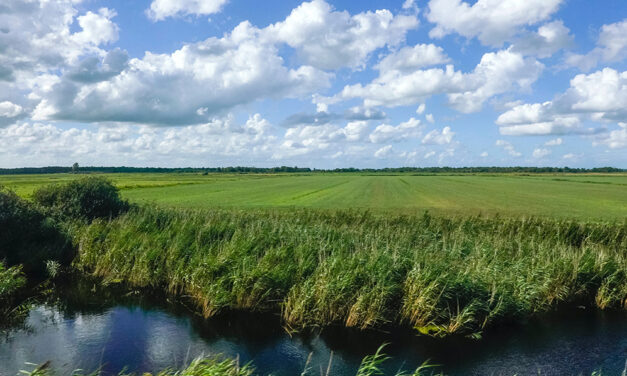 Agricultura Sustentável e Conservação dos Ecossistemas Ribeirinhos